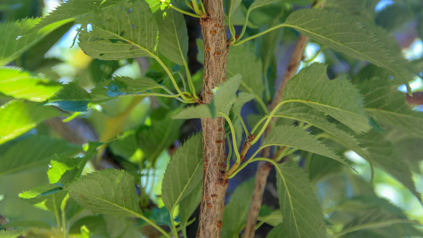 Prunus serrulata 'Sunset Boulevard' twijgen