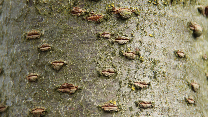 Prunus serrulata 'Taihaku' bast