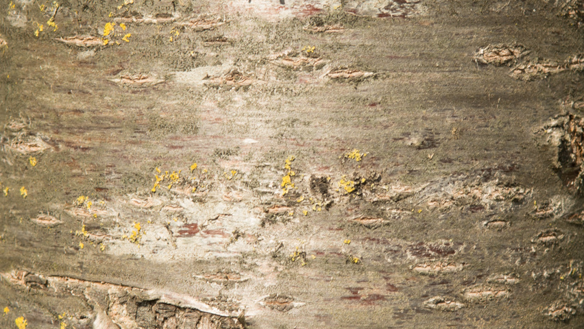 Prunus serrulata 'Taihaku' bast