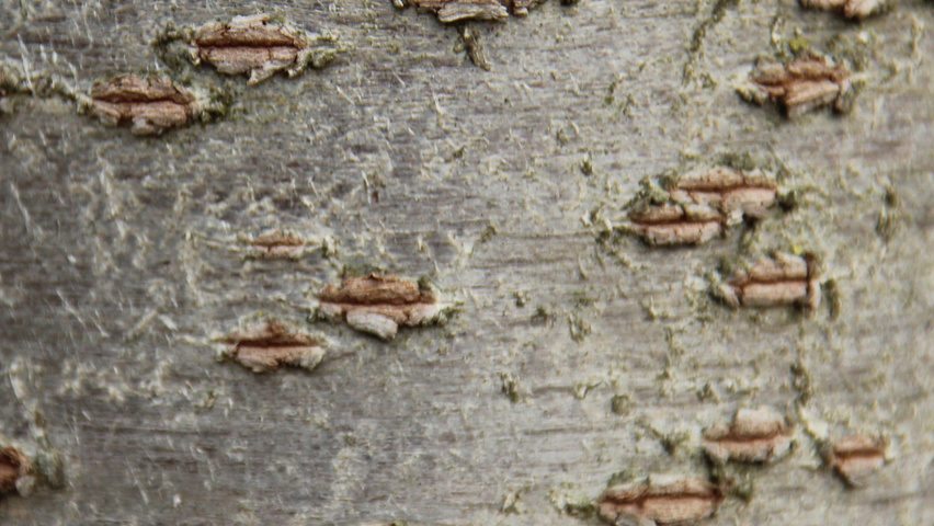 Prunus serrulata 'Taihaku' bast