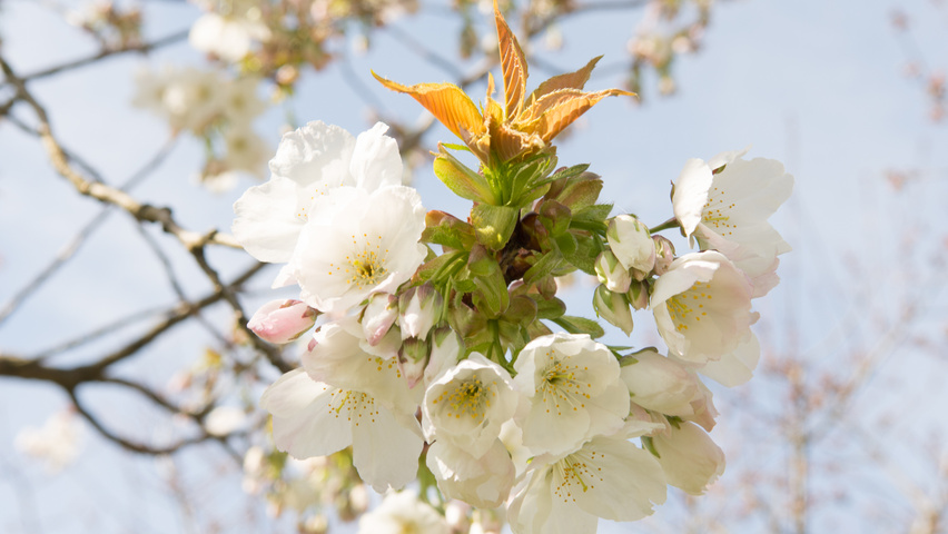 Prunus serrulata 'Taihaku' bloem
