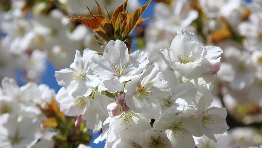Prunus serrulata 'Taihaku' bloem