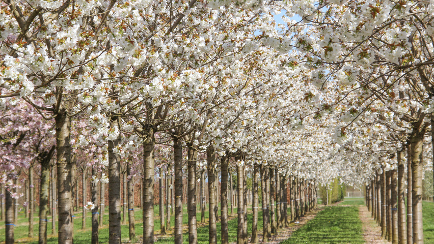 Prunus serrulata 'Taihaku' bloem