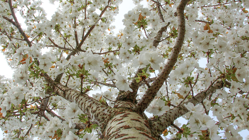 Prunus serrulata 'Taihaku' bloem