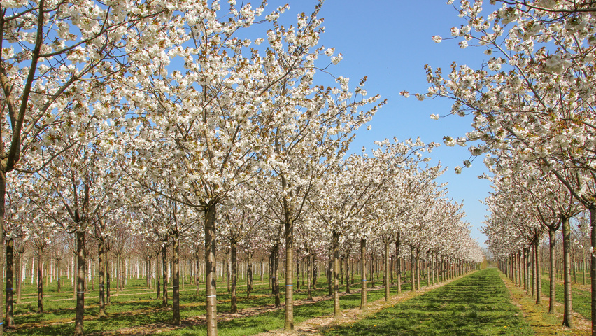 Prunus serrulata 'Taihaku' hoogstam