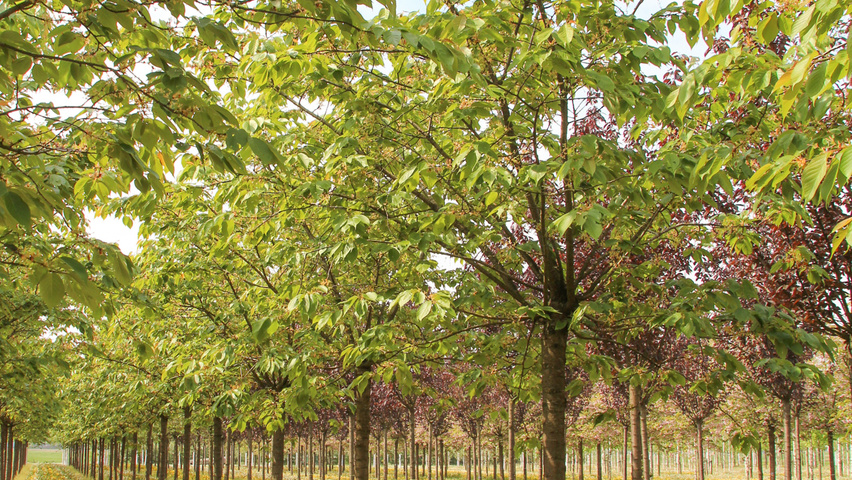 Prunus serrulata 'Taihaku' hoogstam
