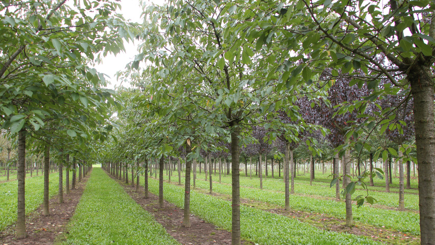Prunus serrulata 'Taihaku' hoogstam