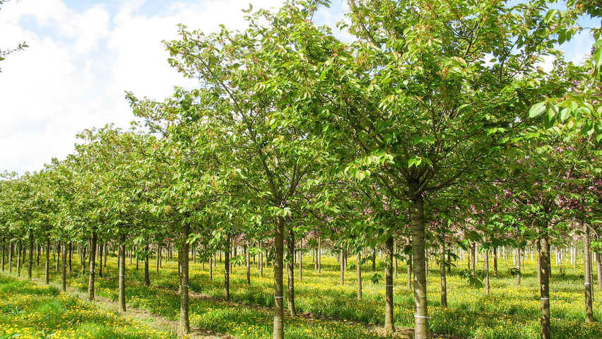 Prunus serrulata 'Taihaku' hoogstam