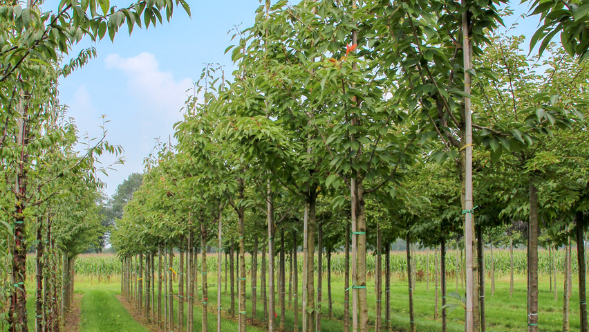 Prunus serrulata 'Taihaku' hoogstam