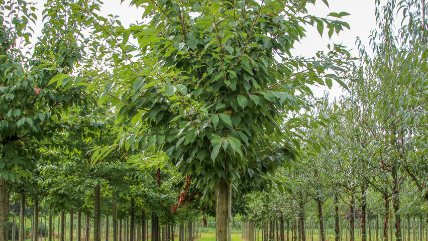 Prunus serrulata 'Taihaku' hoogstam
