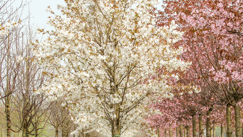 Prunus serrulata 'Taihaku' hoogstam