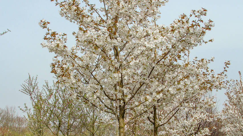Prunus serrulata 'Taihaku' hoogstam