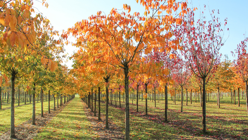 Prunus serrulata 'Taihaku' hoogstam