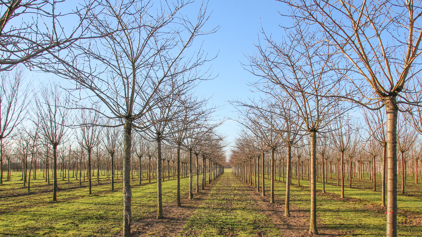 Prunus serrulata 'Taihaku' hoogstam