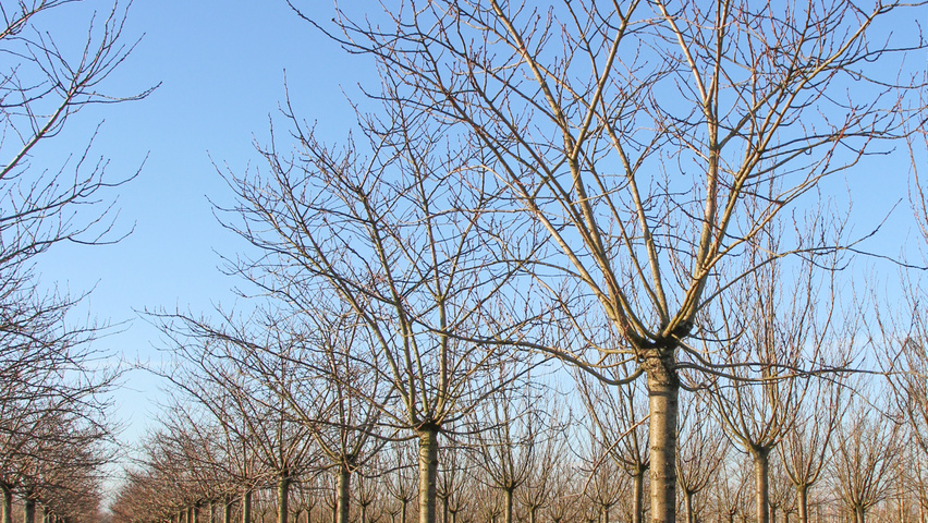 Prunus serrulata 'Taihaku' hoogstam