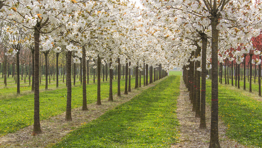 Prunus serrulata 'Taihaku' hoogstam