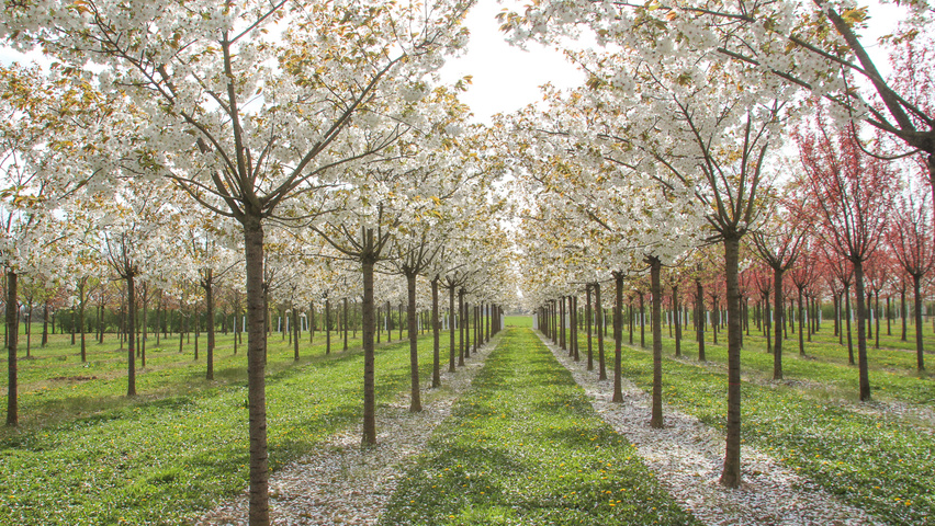 Prunus serrulata 'Taihaku' hoogstam