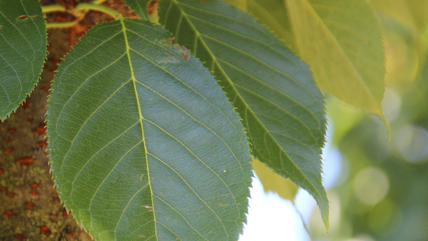 Prunus serrulata 'Taihaku' blad