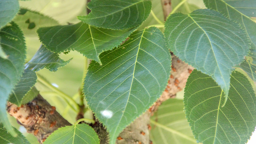 Prunus serrulata 'Taihaku' blad