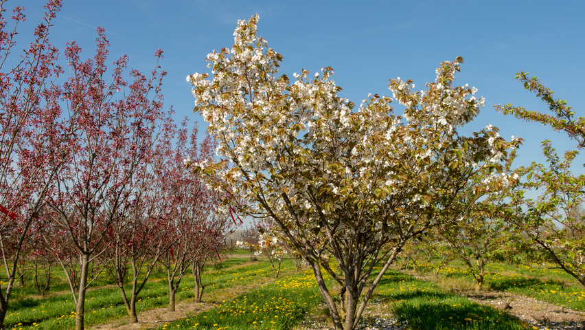 Prunus serrulata 'Taihaku' meerstammig