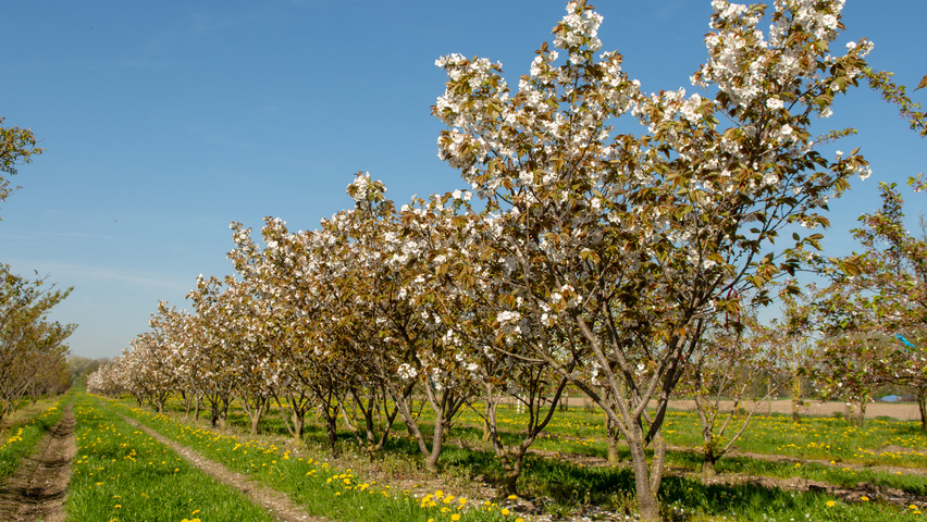Prunus serrulata 'Taihaku' meerstammig