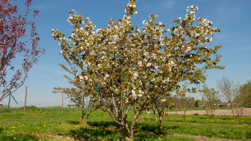Prunus serrulata 'Taihaku' meerstammig
