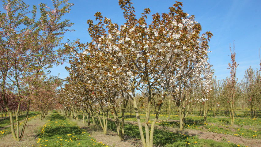 Prunus serrulata 'Taihaku' meerstammig