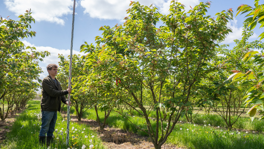 Prunus serrulata 'Taihaku' meerstammig
