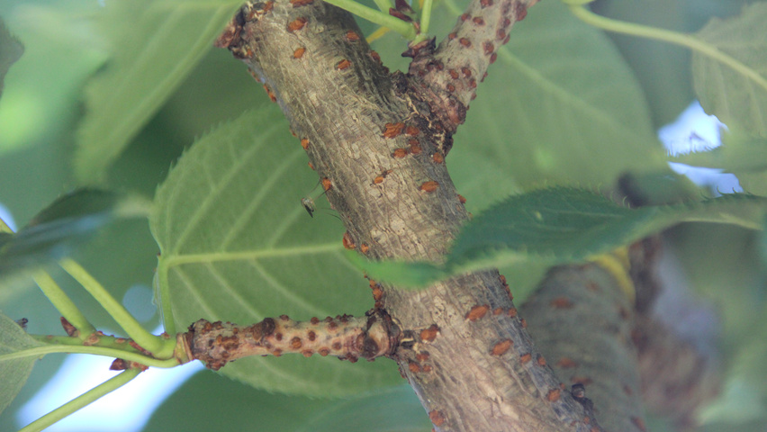 Prunus serrulata 'Taihaku' twijgen