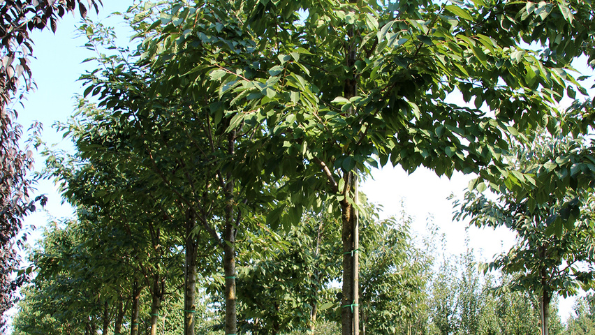 Prunus serrulata 'Ukon' hoogstam