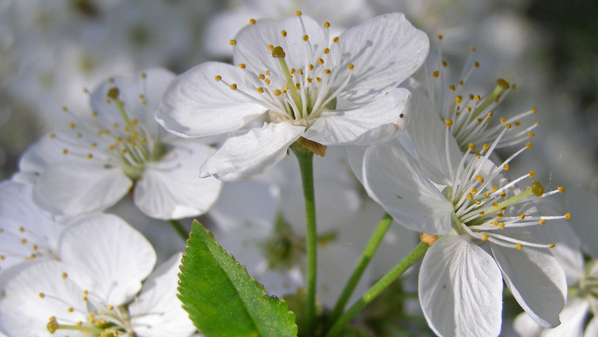 Prunus spinosa bloem