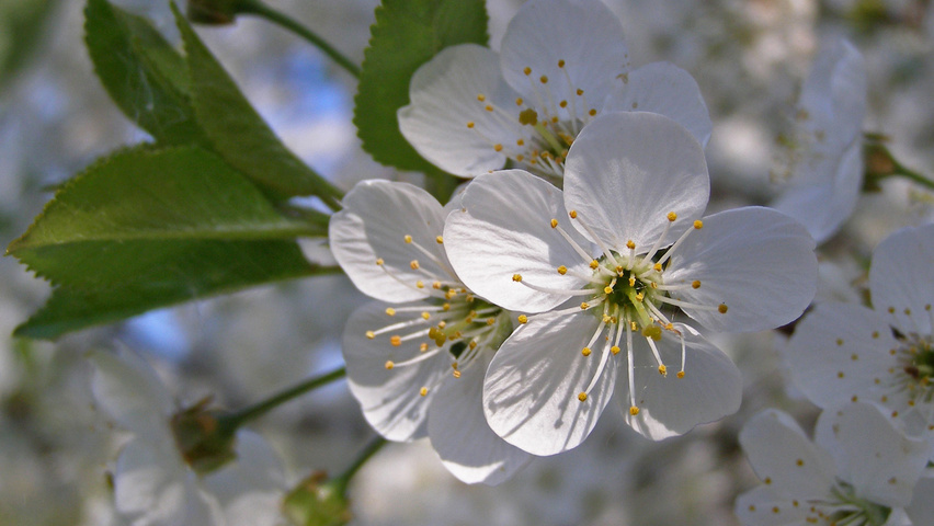 Prunus spinosa bloem