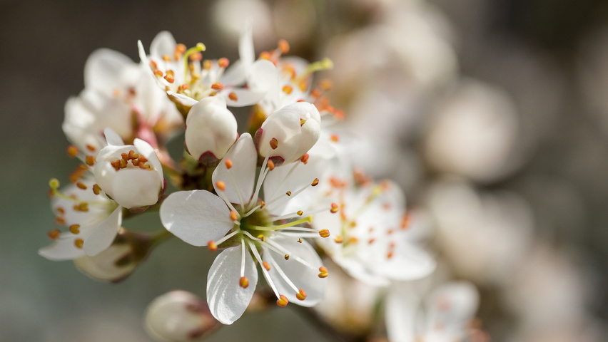 Prunus spinosa bloem