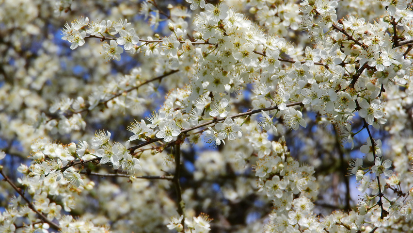 Prunus spinosa bloem