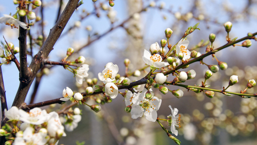 Prunus spinosa bloem