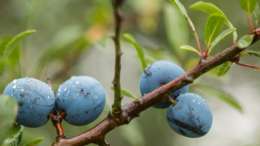 Prunus spinosa vrucht
