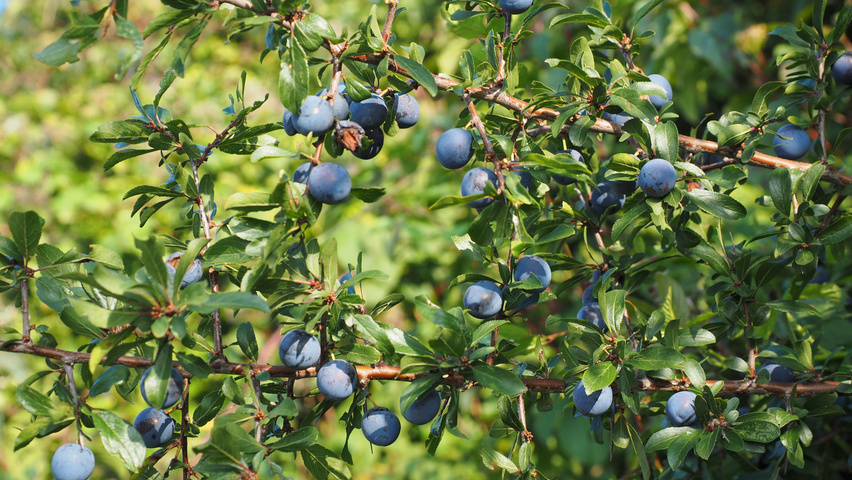 Prunus spinosa vrucht