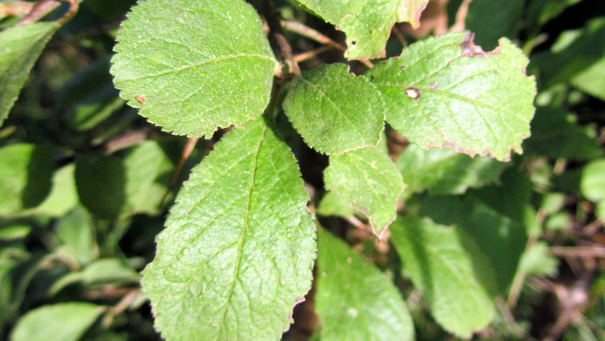 Prunus spinosa blad