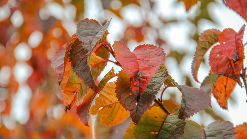 Prunus 'Spire' herfstblad