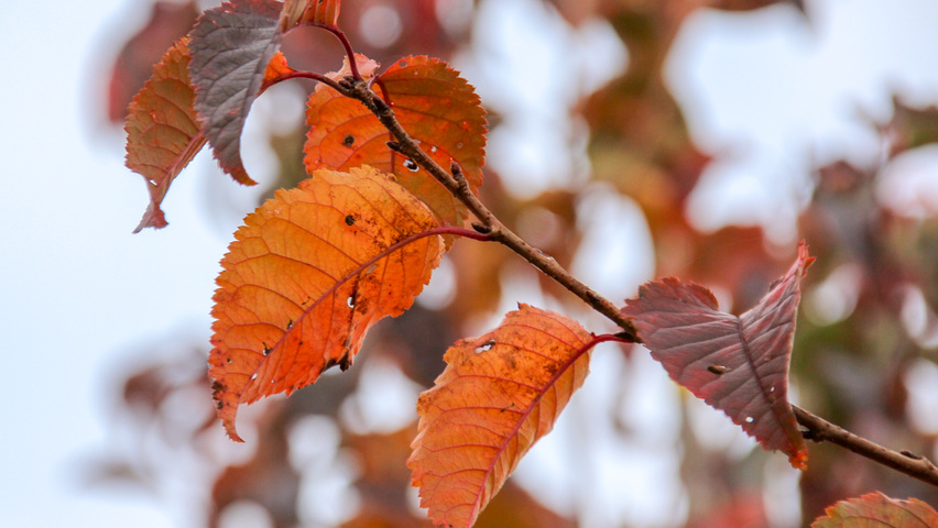 Prunus 'Spire' herfstblad