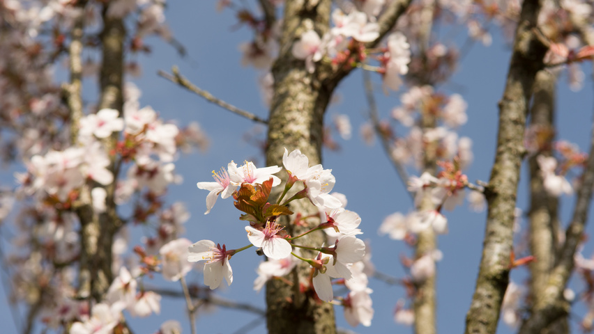 Prunus 'Spire' bloem
