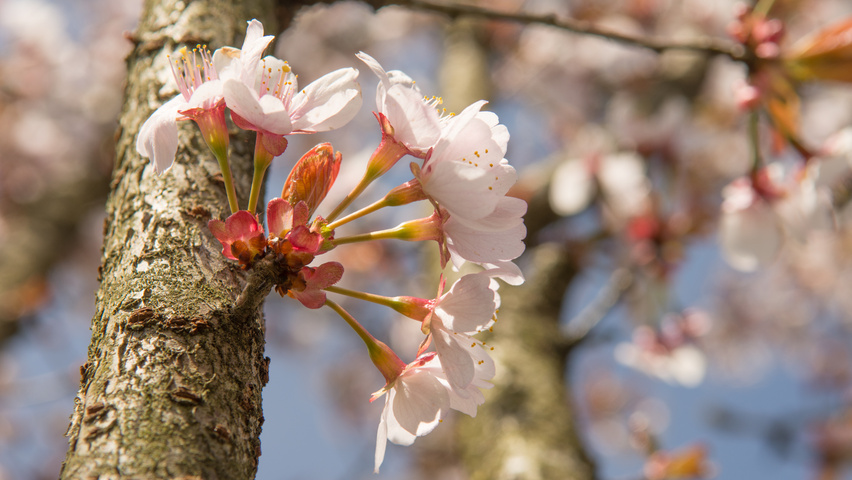 Prunus 'Spire' bloem