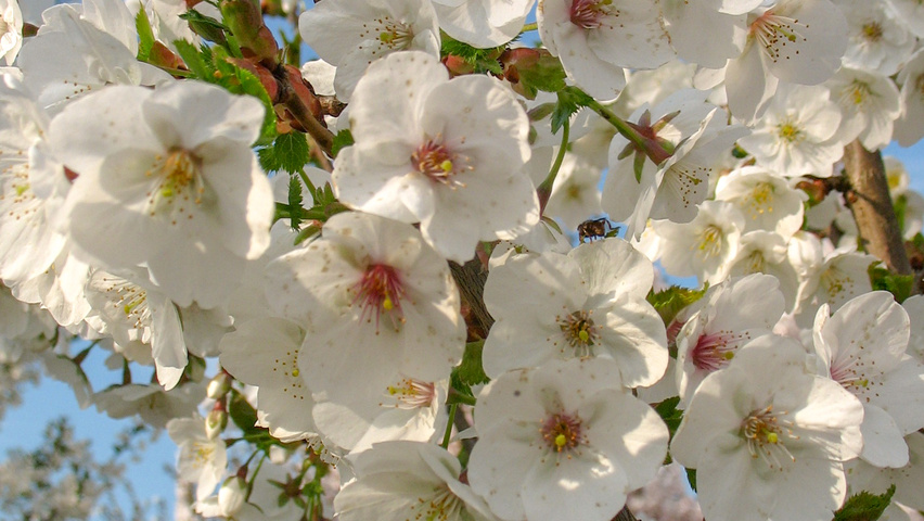 Prunus 'Spire' bloem