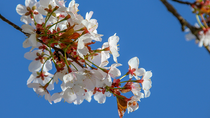 Prunus 'Spire' bloem