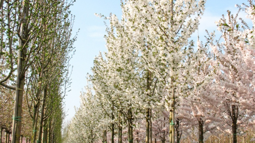 Prunus 'Spire' hoogstam