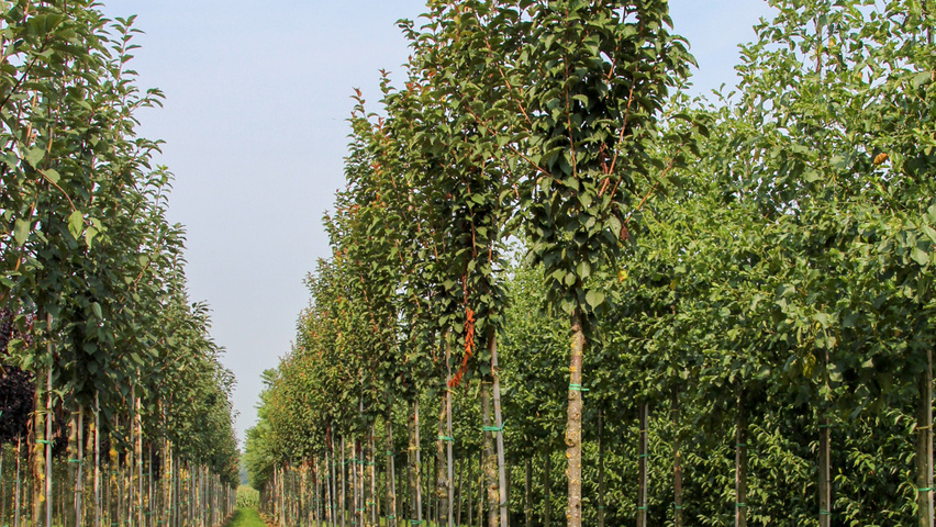 Prunus 'Spire' hoogstam