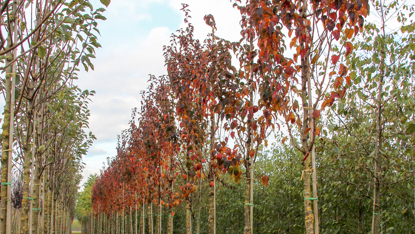 Prunus 'Spire' hoogstam