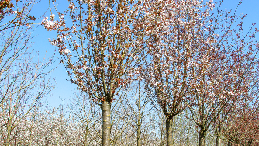 Prunus 'Spire' hoogstam