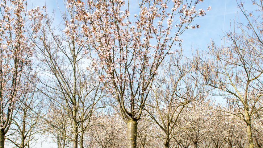 Prunus 'Spire' hoogstam
