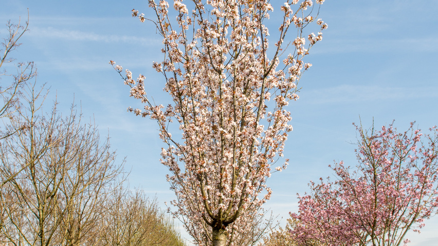 Prunus 'Spire' hoogstam